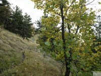 2026-10-24 Il Sassone 031